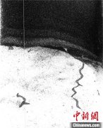 深海生物如何打造其生态环境?国际最新研究